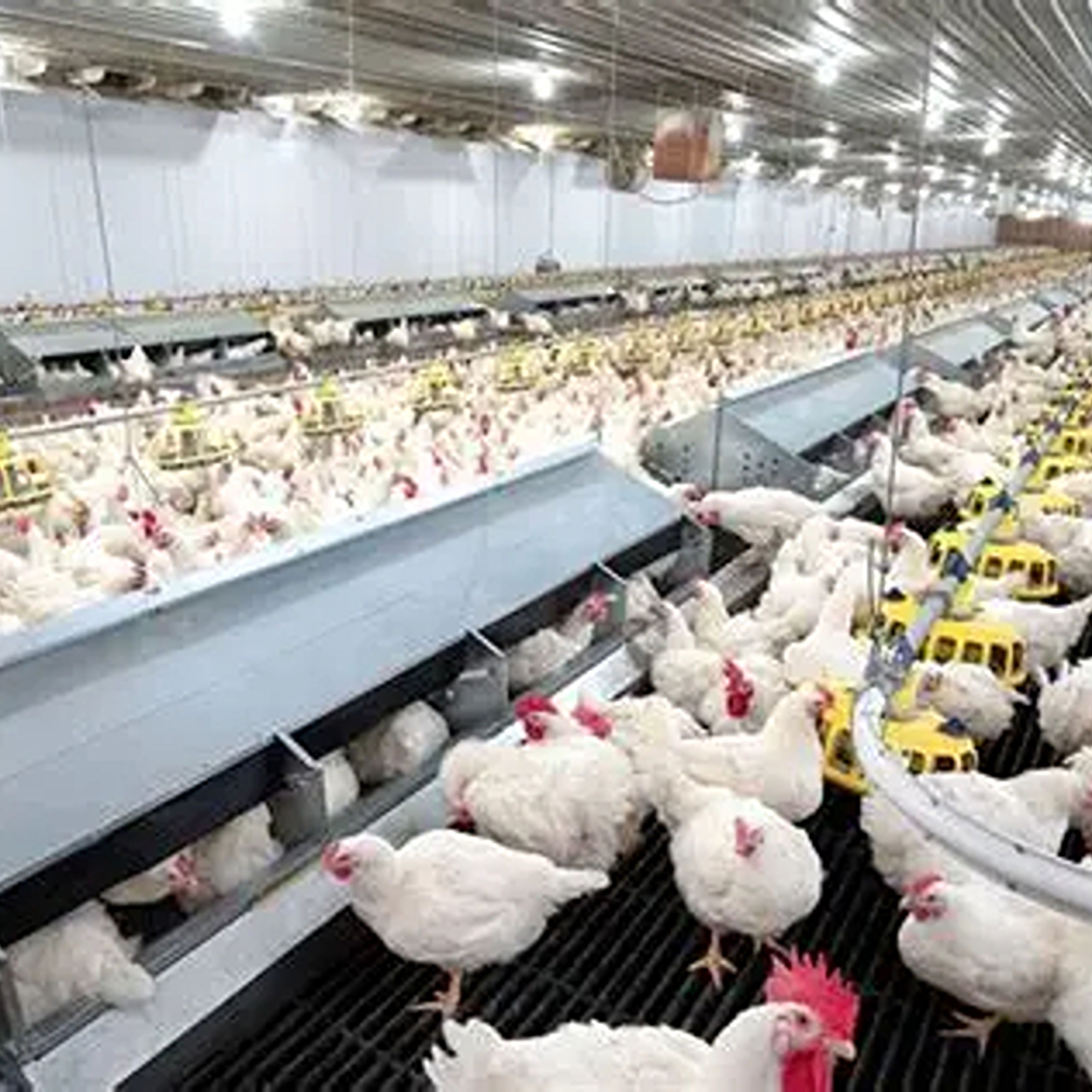 Agri (7) Agri (7)